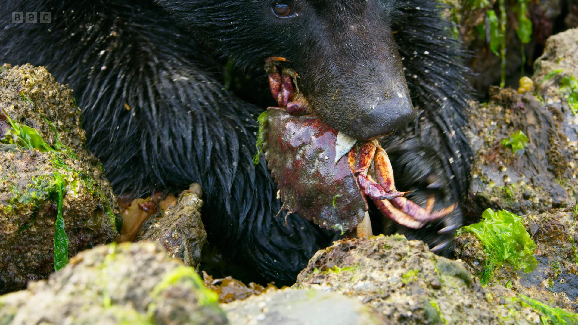 Vancouver Island black bear (Ursus americanus vancouveri) as shown in Seven Worlds, One Planet - North America